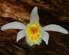 Description de l'image Pleione grandiflora.jpg.