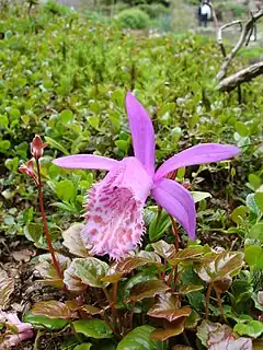 Description de l'image Pleione limprichtii1UME.jpg.