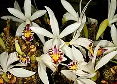 Description de l'image Pleione maculata Orchi 014.jpg.