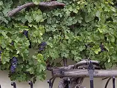 La plus vieille vigne du monde, à Maribor, sur les rives de la Drave.
