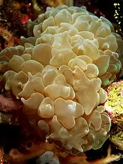 Description de l'image Plerogyra sinuosa (Bubble coral) Timor.jpg.