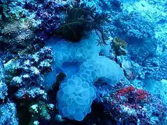 Une colonie de corail à bulles (Plerogyra sinuosa)