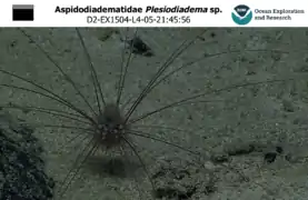 Plesiodiadema sp. observé à plus de 1 000 m de profondeur au large de Hawaii.