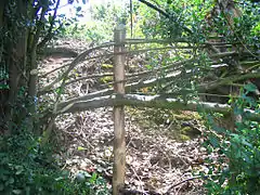 3. Inclinaison et tressage d'une branche de houx.