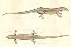 Description de l'image Plestiodon chinensis Hardwicke.jpg.