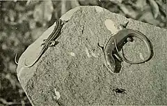 Description de l'image Plestiodon quadrilineatus.jpg.