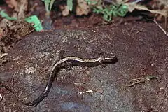 Description de l'image Plethodon_shenandoah.jpg.