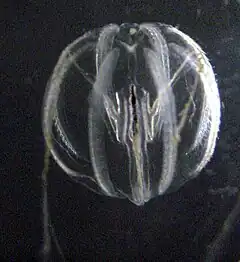 Pleurobrachia bachei (Pleurobrachiidae)