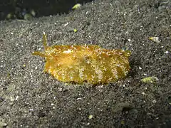 Pleurobranchus albiguttatus