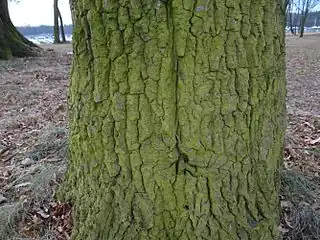 Dans les zones de pollution extrême (méthode Van Haluwyn-Lerond), les parties de troncs sont dépourvues de lichens et recouvertes d'une algue microscopique du genre Pleurococcus.