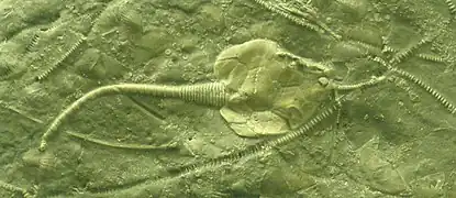 Fossile de rhombifère (Pleurocystites squamosus).