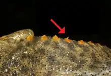 Les côtes passent à travers la peau lorsque la salamandre est menacée.