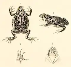 Description de l'image Pleurodema marmoratum 1847.jpg.