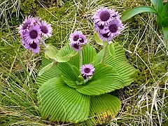 Pleurophyllum speciosum