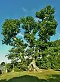Le chêne pédonculé de Pleuven, classé arbre remarquable en 2005, mais en partie détruit par la tempête de juillet 2010.