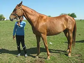 Pleven au haras de Kabiuk, alezan, au modèle