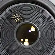 Plexippus paykulli sur un objectif d'appareil photo