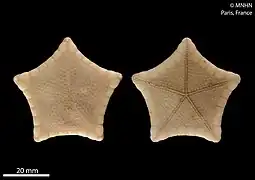 Plinthaster lenaigae (MNHN)