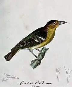 Description de l'image Ploceus sanctithomae - Beitrag zur Ornithologie Westafrica's (cropped).jpg.