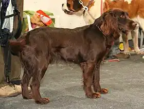 Chien d'oysel allemand