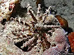 Plococidaris verticillata.