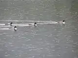 Plongeon huard sous la pluie à la réserve faunique de Matane