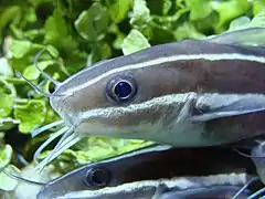 Détail de la tête de deux spécimens à l'Aquarium Finisterrae (Espagne).