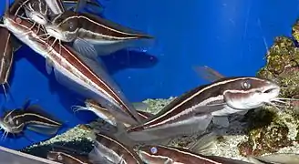 Plotosus lineatus en captivité, dans un aquarium public : ces poissons sont souvent présentés en aquarium.