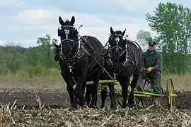 Traction d'une charrue de labour, aux États-Unis.