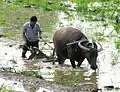 Labourage d'une rizière en Chine avec un buffle d'Asie (buffle d'eau, Bubalus bubalis).