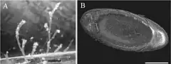 Description de l'image Plumatella fruticosa (10.3897-zookeys.774.21769) Figure 7.jpg.