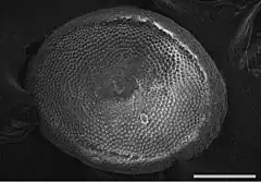 Description de l'image Plumatella geimermassardi (10.3897-zookeys.774.21769) Figure 3.jpg.