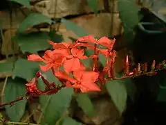 Description de l'image Plumbago rosea01.jpg.