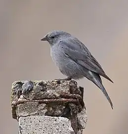 Phrygile gris-de-plomb (Phrygilus unicolor).