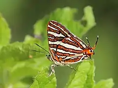 Cigaritis schistacea