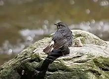 Photo d'un oiseau sur un rocher