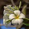 Plumeria (Frangipani) dans le Si Phan Don, Laos.