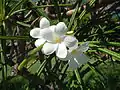 Plumeria alba