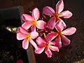 Plumeria rubra