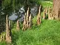 Racines pneumatophores de Taxodium ascendens