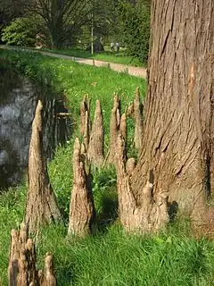 Pneumatophores d’un Taxodium ascendens 'Nutans' (ou Cyprès des étangs).