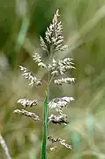 Panicule d'épillets (Poa pratensis).