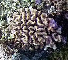 Description de l'image Pocillopora ligulata.jpg.