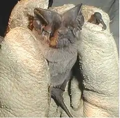 Description de l'image Pocketed free-tailed bat (Nyctinomops femorosaccus).jpg.