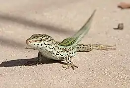 Podarcis pityusensis formenterae, une espèce endémique parmi les nombreux reptiles de l'île.