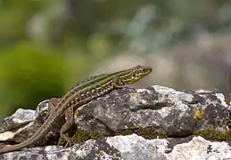 Podarcis siculus (Lacertidae, lézard sicilien) sur un rocher.