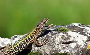 Un jeune lézard des ruines (Podarcis siculus) à l'affut.