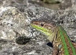 Gros plan sur la tête d'un lézard sicilien (Podarcis siculus).