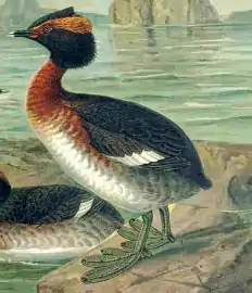 Description de l'image Podiceps auritus naumann.jpg.