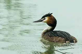 Le Grèbe huppé (Podiceps cristatus).